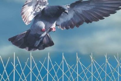 شركة مكافحة الحمام بالرياض