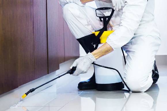 شركة مكافحة حشرات بجدة